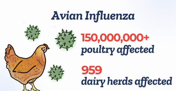 STEM Simplified Episode 1: Bird flu outbreak intensifies nationwide